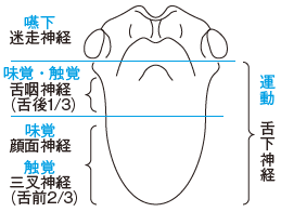 舌の神経支配