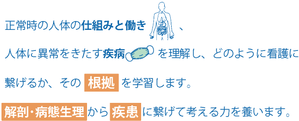 正常時の人体の仕組みと働き、人体に異常をきたす疾病を理解し、どのように看護に繋げるか、その根拠を学習します。解剖・病態生理から疾患に繋げて考える力を養います。