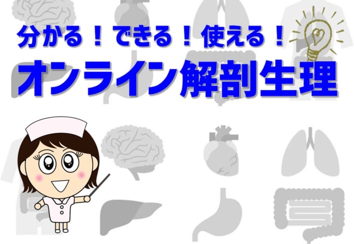 オンライン解剖生理（Zoom）